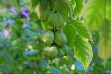 Staphylea Pinnata bahçede. Yeşil yapraklar doğayı bulanık bırakır. Süslü bitki.