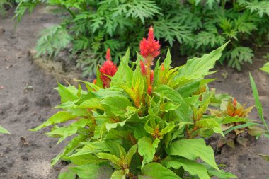 Amaranth kır bahçesinde büyüyor. Çiftçilik ve hasatta organik kırmızı Amaranth. Sebze yetiştiriyorum. Kulübe bahçesi..