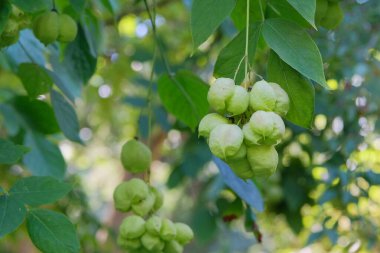 Staphylea Pinnata bahçede. Süs bitkisi. Güneşli bir günde yemyeşil yapraklar.