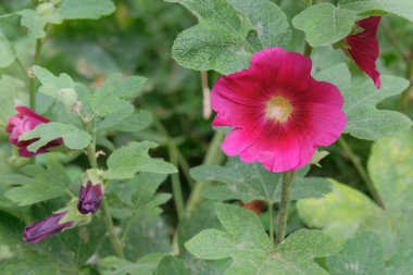 Flowers of Hollyhocks is growing in garden. Bright floral background. Medicine wildflowers in meadow. Cottage garden. clipart