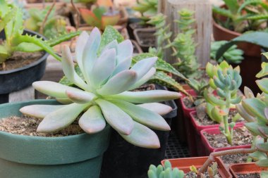 Pachyphytum hookeri. Evdeki saksıda sulu bitkiler. Evde yeşil bitkiler var. Bahçede gül yaprakları. Sivri uçlu sulu.