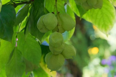 Staphylea Pinnata bahçede. Deniz kıyısındaki yuvarlak süs bitkisi. Güneşli bir günde yeşil bitki yaprakları.