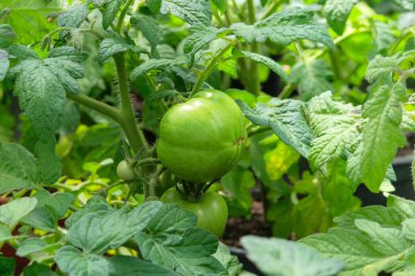 Yeşil domatesler kır bahçesinde yetişiyor. Çiftçilikte domates. Vitamin sebzeleri. Vejetaryen malzemeleri. Kırsal bahçe.