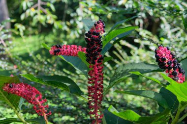 Phytolacca acinosa is blooming. Black flowers in meadow. Floral background. Cottage garden. clipart