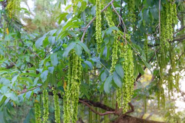 Bahçede yeşil yapraklar ve tohumlar. Pterocarya fraxinifolia yazın parkta. Egzotik ağaç.