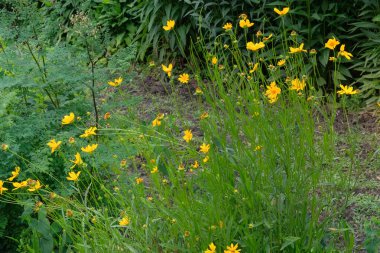 Coreopsis grandiflora çiçek açıyor. Romantik bitkiler. Sarı çiçekli arka plan. Kulübe bahçesi..