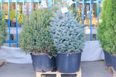 Noel ağacı fideleri mağazada satılır. Her zaman yeşil olan ağaç fideleri. Peyzaj tasarımı için kozalaklı bitkilerin tohumları.