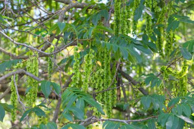 Kafkas cevizinin karakteristik meyveleri. Pterocarya fraxinifolia yazın parkta. Romantik bitkiler. Bahçede yeşil yapraklar. 