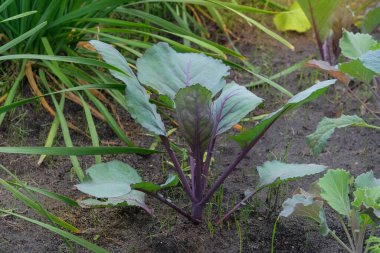 Lahana tohumları köy bahçesine ekilir. Kulübe bahçesinde sebze yetiştiriyor. Gün ışığı.