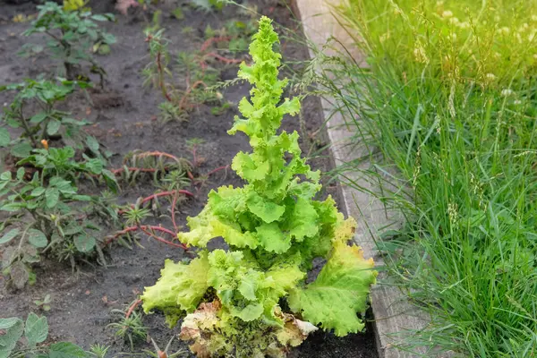 Kulübe bahçesinde yeşil salata yaprakları. Yeşil salata tohumları köy bahçesine ekilir. Güneşli bir gün.