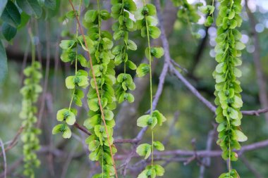 Pterocarya fraxinifolia in park in summer. Green leaves and seeds in garden. Species of tree in Juglandaceae family. clipart