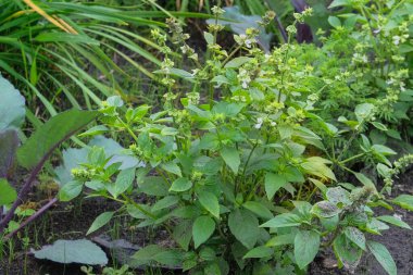 Köy bahçesine yeşil fesleğen tohumları ekilir. Çiftlik bahçesinde fesleğen yetiştiriyorum. Bahçıvanlık. Güneşli bir gün.
