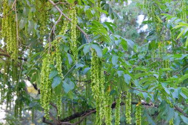 Pterocarya fraxinifolia in park in summer. Exotic tree. Green leaves in garden. Characteristic fruits of Caucasian wingnut. clipart