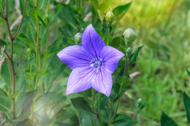 Platycodon grandiflorus çiçekleri çayırda yetişiyor. Kırsal bahçe. Parlak çiçek arkaplanı. Balon çiçekleri.