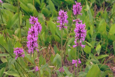 Kulübe bahçesi. Betonica officinalis çiçek açıyor. Temel yağ, tabaklama, boya, bal taşıyıcı ve süs bitkisi. Çayır 'da tıbbi çiçekler.