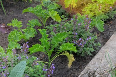 Lahana tohumları köy bahçesine ekilir. Kulübe bahçesinde yeşil lahana yetiştiriyorum. Bahçıvanlık. Güneşli bir gün.
