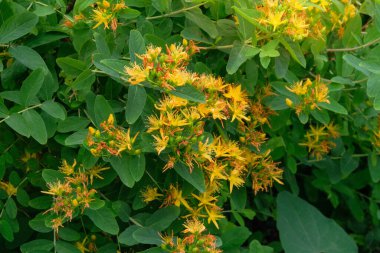 Hypericum çalısı bahçede büyüyor. Sarı çiçekler açıyor. Ebedi süs bitkisi. Parkta saklı çiçekler. Kulübe bahçesi..