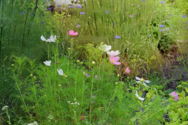 Bahçıvanlıkta kozmos. Çayırda kozmos çiçekleri. Kozmos çiçek açıyor. Kulübe bahçesi..