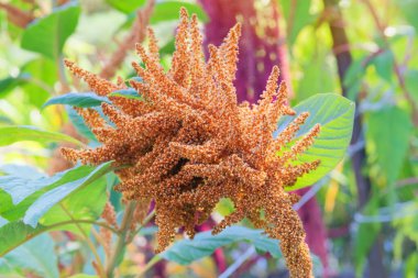 Amaranthus caudatus of yellow color. Growing protein-rich grains in rustic garden. Blurred effect background. Farming. Countryside garden. clipart