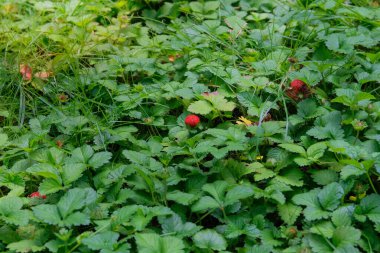 Çilekler ormandaki bir açıklıkta yetişir. Çalının üstünde yabani kırmızı dut. Parlak Güneş Işığı.