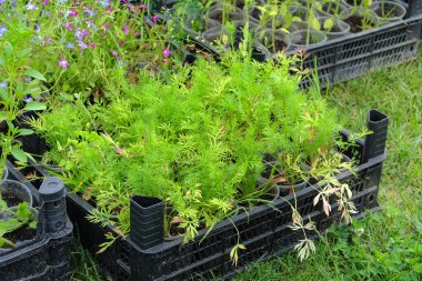 Çiçek fideleri bahçede ekilmek için hazırlanır. Manzara. Kulübe bahçesi. Güneşli.