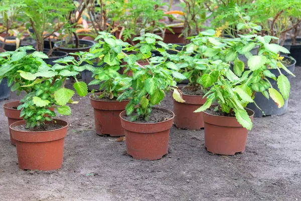 Çiçek tohumları bahçede ekilmek için hazırlandı. Manzara. Kulübe bahçesi. Güneşli.