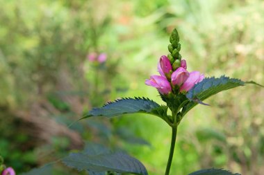 Çayırda Chelone obqua. Kaplumbağa başlı chelone çiçekleri. Romantik çiçekler. Çiçek bir kaplumbağanın kafasına benzer. Kulübe bahçesi..
