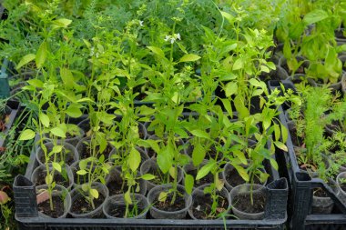 Yeşil yapraklar ve diğer bitkiler. Tohumlar çiftlik bahçesine ekilmek için hazırlandı. Kırsal kesimde. Kulübe bahçesi..