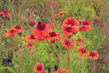 Bahçede Gaillardia çiçekleri yetişiyor. Aster ailesinin bitkisi. Çayırda parlak renkli çiçekler var. Güneşli bir gün.