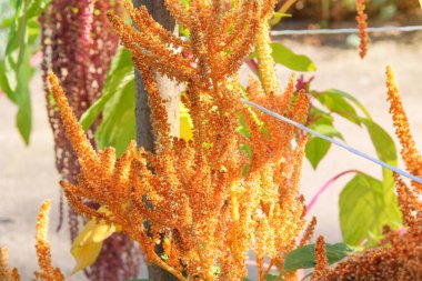 Cottage garden. Amaranthus caudatus of yellow color. Growing plant protein in rural garden. Farming. Sunny day. clipart