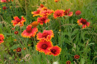 Gaillardia is blooming. Ornamental plant. Orange flower in meadow. Drought-resistant annual plant. Cottage garden. clipart