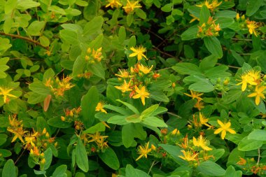 Kulübe bahçesi. Hypericum çalısı bahçede büyüyor. Ebedi süs bitkisi. Parkta saklı çiçekler.