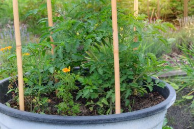 Domates çalısı, kır bahçesindeki bir kabın içinde yetişiyor. Kırsalda yeşil tohum. Kulübe bahçesinde sebze yetiştiriyor. Konteyner bahçıvanlığı.