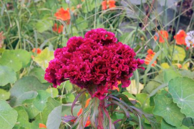 Celosia Cristata bahçede büyüyor. Ebedi süs bitkisi. Çayırda açan kırmızı çiçek. Kulübe bahçesi.