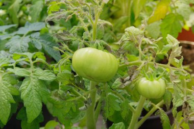 Kırsal bir bahçede yeşil domatesler büyüyor. Yuvarlak, sulu, etli sebze. Domates yetiştiriyorum. Kulübe bahçesi. Güneşli bir gün.