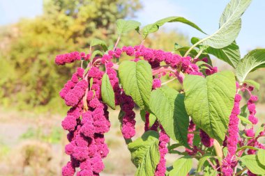 Amaranthus mor renk uyarısı yapar. Organik bahçede bitki proteini yetiştiriyorum. Bulanık efekt arka planı. Çiftçilik. Kulübe bahçesi..