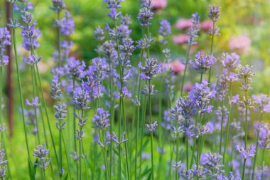 Lavandula officinalis güneşli bir günde çiçek açıyor. Yazın mor çiçeklerle açan Evergreen çalısı. Lavandula çayırda yetişir. Kulübe bahçesi..