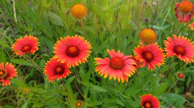 Çayırda Gaillardia. Parlak renkli çiçekler. Süs bitkisi. Kuraklığa dayanıklı yıllık fabrika. Kulübe bahçesi..