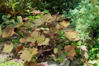 Heuchera kır evinde yetişir. Heuchera çiçek tarhında süslenmek için yetiştirilir. Pembe çalılar. Güneşli bir gün.
