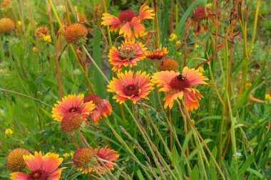 Bahçede Gaillardia çiçekleri yetişiyor. Çayırda portakal çiçekleri. Aster ailesinin bitkisi. Kırsal bahçe.