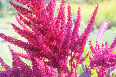 Kulübe bahçesi. Amaranthus mor renk uyarısı yapar. Kırsal bahçede bitki proteini yetiştiriyorum. Çiftçilik.