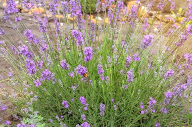 Lavandula güneşli bir günde çiçek açıyor. Yazın açan mor çiçek. Lavandula çayırda yetişir. Kulübe bahçesi..