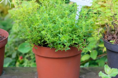 Yerel pazardaki saksılarda tohumlar. Thymus kırsal dükkanda satılıyor. Çeşit çeşit otlar. Kulübe bahçesi..