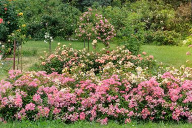 Kulübe bahçesinde gül çiçekleri. Park 'taki çiçek bahçesi. Renkli güllü İngiliz bahçesi. Güneşli.