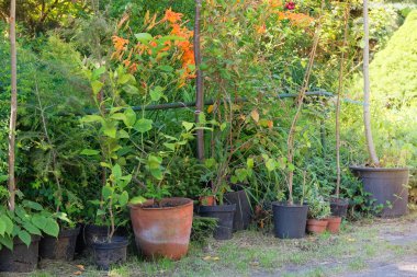 Yerel pazardaki saksılarda bitki tohumları. Ağaç ve çiçek fideleri bahçe mağazasında satılıyor. Çalı çeşitliliği var. Kulübe bahçesi..