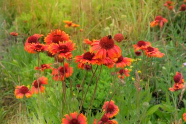 Bahçede Gaillardia çiçekleri yetişiyor. Gaillardia çayırda ya da açık alanlarda yetişir. Aster ailesinin bitkisi. Kırsal bahçe.