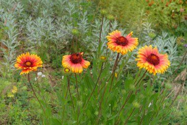 Bahçede Gaillardia çiçekleri yetişiyor. Aster ailesinin bitkisi. Gaillardia çayırda ya da açık alanlarda yetişir. Güneşli bir gün.