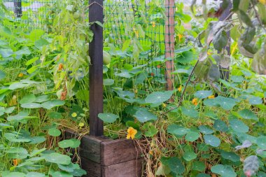 Sebze bahçesinde yetişen Nasturtium. Çiftçilikte nasturtiyum ve domates yaprakları. Çiftlik arazilerinde bitki yetiştirmek. Konteyner bahçıvanlığı. Güneşli.