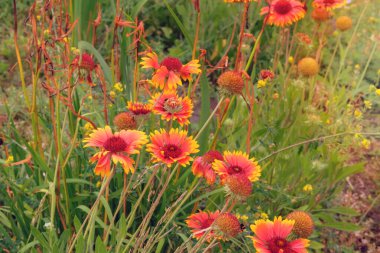 Gaillardia bahçede büyüyor. Aster ailesinin bitkisi. Çayırda açan parlak renkli çiçekler var. Kulübe bahçesi..