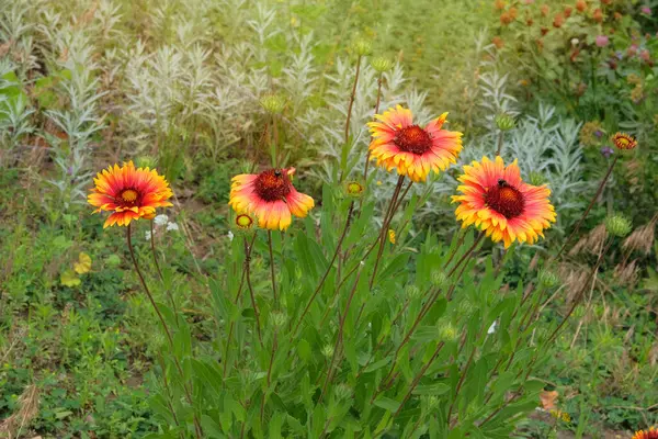 Gaillardia süs bitkisi olarak yetiştirilir. Gaillardia çayırda ya da açık alanlarda yetişir. Aster ailesinin bitkisi. Güneşli bir gün.